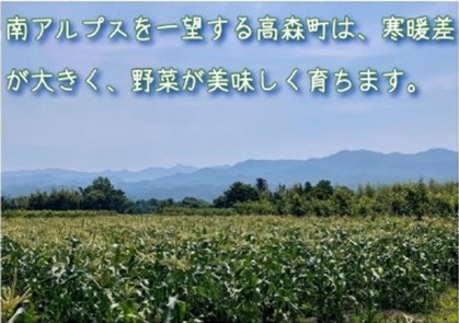 【南信州高森産】朝採れ完熟とうもろこし(ピュアホワイト・ゴールドラッシュ)　　計10本