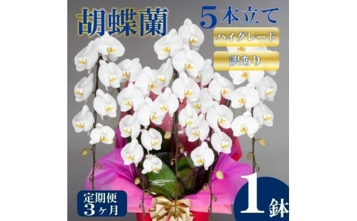 【定期便3ヶ月】【訳あり】胡蝶蘭 5本立て 白 ハイグレード お祝い 須崎洋蘭園 SY60000_x