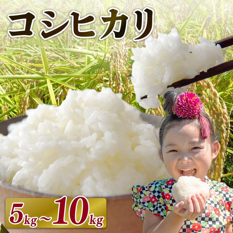 
            米 コシヒカリ 5 ~ 10 kg お米 白米 一等米 白米 精米 ご飯 白 ごはん おいしい 国産 静岡県 牧之原市
          
