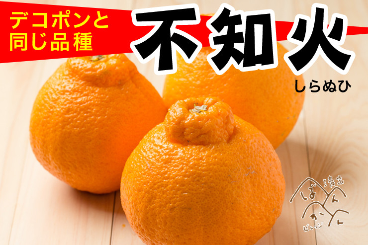 
                  【訳あり】 清家ばんかんビレッジの凸不知火 2kg 発送期間: 2月10日～4月10日
                