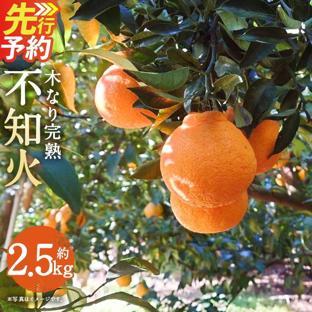 【ふるさと納税】数量限定 少量オススメ！ 木なり 完熟 不知火 約2.5kg フルーツ 蜜柑 柑橘 国産 長崎県産 九州産 デコポンと同一品種 送料無料【2027年3月上旬～4月上旬発送開始予定】