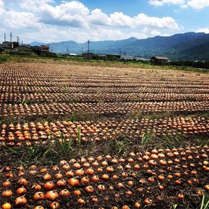 農家さん直送 低農薬玉ねぎ Ｌサイズ 約10kg 【4月中旬～7月中旬発送予定】