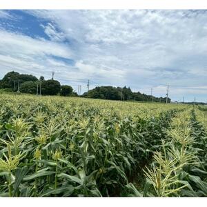 【2026年6月～7月順次発送】とうもろこし 6本 甘々娘(A品) 朝採り スイートコーン【配送不可地域：離島・北海道・沖縄県・東北・中国・四国・九州】【1713797】