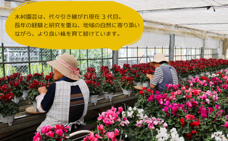 シクラメン 5号鉢 × 1株 花 鉢植え シクラメン 木村園芸