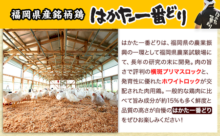 はかた一番どり水炊きセット和(なごみ) 送料無料《30日以内に出荷予定(土日祝除く)》 株式会社あらい 小竹町