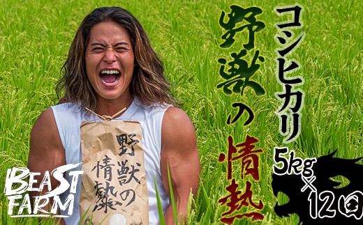 【令和8年産 新米早期予約】 コシヒカリ 3kg 5kg 10kg から 選べる内容量 定期便 野獣の情熱 8月下旬より発送 国産 高知県産 白米 精米 ごはん お米 産地直送 井上農園 ビースト農園 新米コシヒカリ おすすめ 人気 ランキング 贈り物 高知県 須崎市