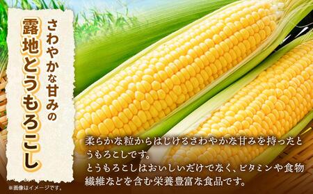 【先行予約】北海道産ピュアホワイト・露地とうもろこし　計12本 2024年8月下旬から発送開始予定