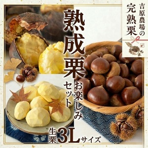 【 吉原農場 の 完熟栗 】 熟成 栗 お楽しみ セット ( 生栗 3Lサイズ )