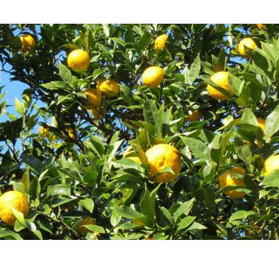 ふるさと納税 安芸市 ゆずの粋・ゆずの香味セット |  | 01