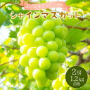 【ふるさと納税】2025年発送分 先行予約＜～森のたまもの～＞朝採り直送！シャインマスカット 2房 1.2kg前後
