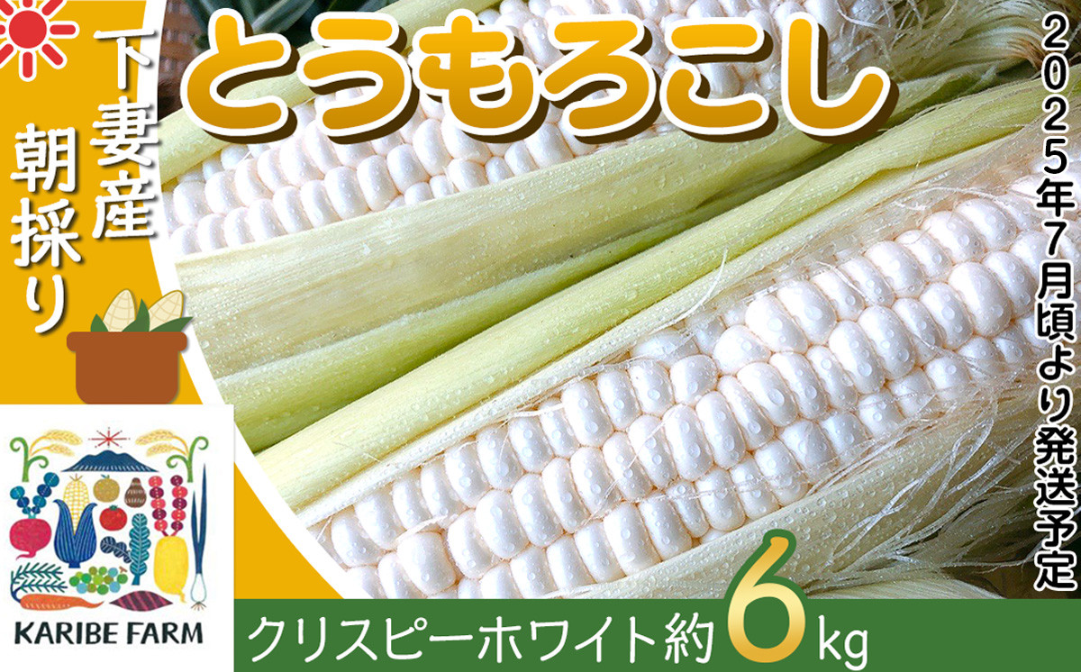 
            【先行予約】下妻産朝採りとうもろこし約6kg（クリスピーホワイト）【先行予約：2025年7月上旬～7月中旬ころ順次発送予定】【 とうもろこし トウモロコシ とうきび 甘い スイーツ デザート コーン 人気 野菜 新鮮 おすすめ 】[SZR]
          