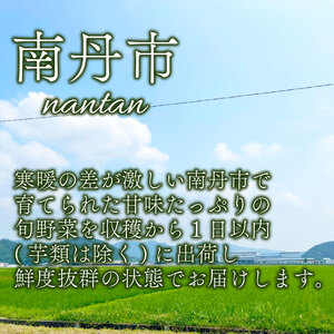 【先行受付】【産地直送】 ミニ白菜 80サイズ 3~6本入り 【12月中旬以降順次発送】