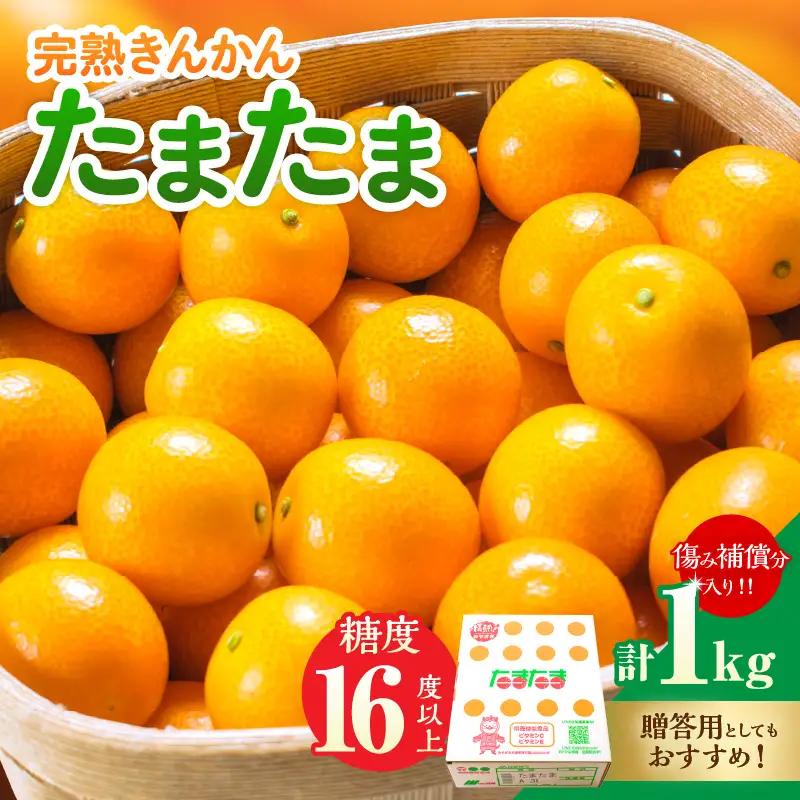 糖度16度以上 完熟 きんかん たまたま 計1kg以上 傷み補償分入り_BAV15-26