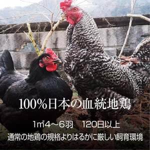 地鶏 ささ鳥 匠京地どり 1羽セット 地鶏