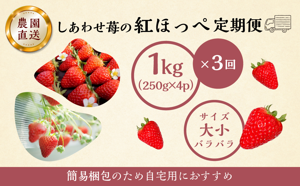 【定期便3回】自宅用 いちご 紅ほっぺ 1kg (250g × 4p ）3か月 3回 [mt1307_25]｜フルーツ 果物 スイーツ 苺 いちご イチゴ しあわせ苺 サイズ バラバラ 訳あり 訳アリ