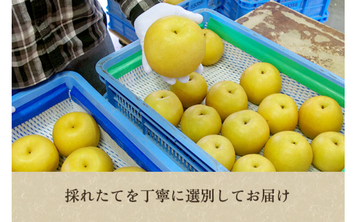 【2026年先行予約】新潟県加茂市産 和梨 新高5kg（6～12玉）〈10月上旬～順次出荷〉 なし ナシ にいたか 果物 フルーツ 秋の味覚 加茂市 のざきファーム