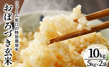 令和7年産!ファーム坂口の特別栽培米 おぼろづき玄米10kg(5kg×2袋)