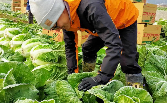 【先行予約】　【11月下旬から順次発送】 白菜 3Lサイズ×2玉（約5kg）　はくさい ハクサイ 旬　野菜 国産 新鮮 愛媛県大洲市/ふじた農園 [AGDH007]