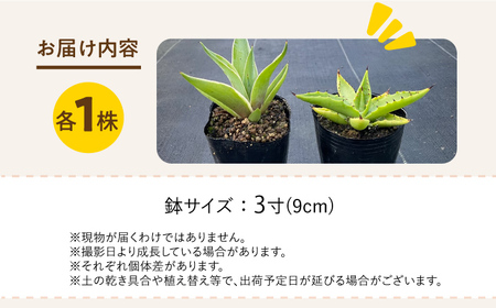 アガベ sp. ピロン クバ ＆ アガベ ベネズエラ 各1株 Agave sp pilon kuba ＆ Agave desmettiana 長与町/アグリューム[EAI197]