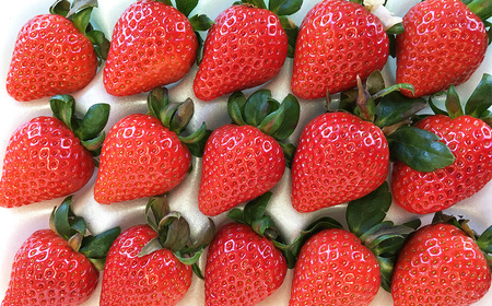 いちごの森あかずきんのあまりん　約400g ／ 果物 フルーツ 苺 イチゴ 甘みが際立ち 酸味の少ない 鮮やか 濃い赤色 可愛い形 埼玉県 特産 No.632