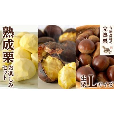 ふるさと納税 筑西市 【 吉原農場 の 完熟栗 】  熟成 栗 お楽しみセット ( 生栗 Lサイズ )