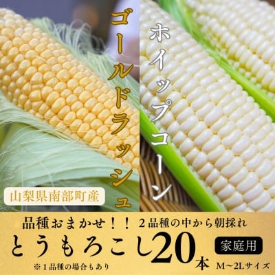 
                  ＜山梨県南部町産＞品種おまかせ!!朝採りとうもろこし20本　※ご家庭用【1714751】
                