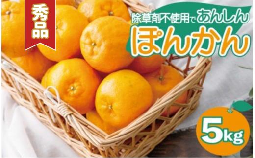 【先行予約】秀品ポンカン＜5kg＞ 国産 東洋町産 甘酸っぱい 甘い 果汁 ジューシー 高知県 東洋町 四国 お取り寄せ フルーツ 蜜柑 ミカン 果物 送料無料　Teshi04