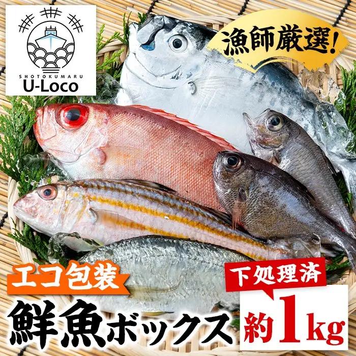 鮮魚ボックス 約1kg 鮮魚BOX ロコフィッシュ 下処理済 エコ包装【昌徳丸】P78001