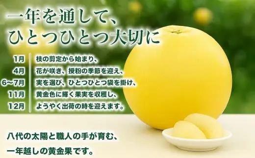 晩白柚 L サイズ 2玉 約3kg 柑橘系 柑橘類 柑橘 果物 くだもの フルーツ 果実 果汁 果肉 国産 熊本県産 【 2026年12月上旬から2027年2月下旬発送予定 】
