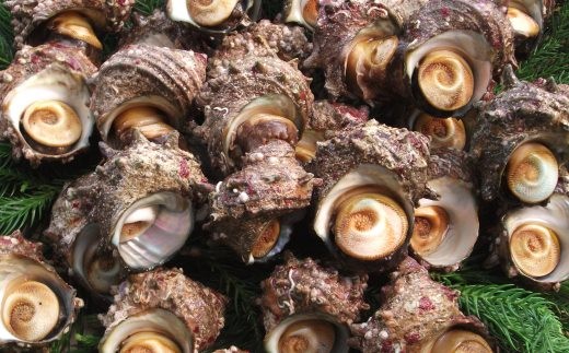 020I7 伊根町産 天然活さざえ 3kg[髙島屋選定品］