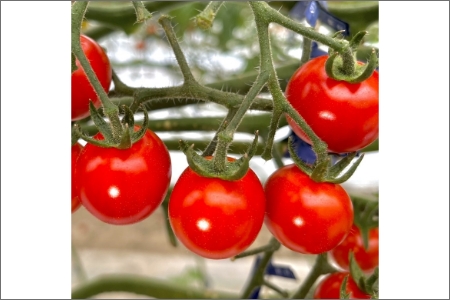 【0910-3】ミニトマト（キャロルセブン）2kg≪先行予約2025年11月より順次発送予定≫