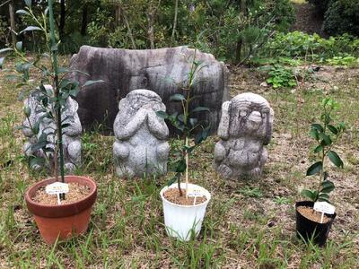 福の山・榊（サカキ):苗木(1ポット)：50cm