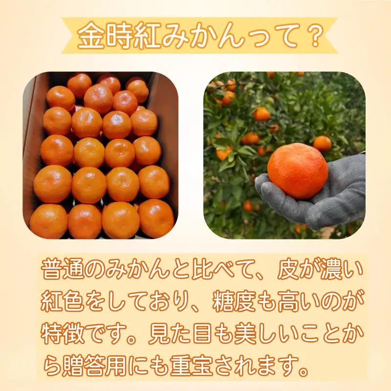 【2026年12月順次発送】　金時紅みかん 10kg みかん 甘い 紅 みかん 柑橘 蜜柑
