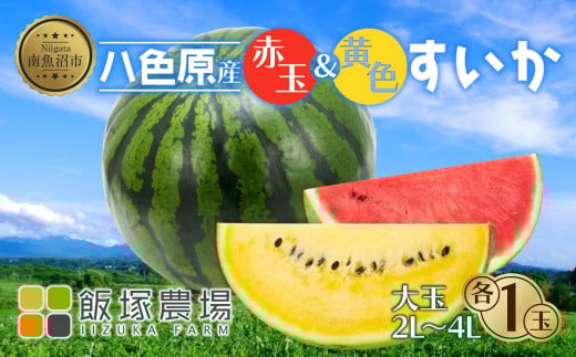 【先行受付】 八色原産 赤玉＆黄色 すいか セット 2～4L 計2玉 スイカ 大玉 金色羅王 西瓜 果物 フルーツ 旬 希少 貴重 甘い 国産 産地直送 食べ比べ お取り寄せ 送料無料 飯塚農場 新潟県 南魚沼市