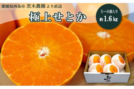 【先行予約】茨木農園の極上せとか（約1.6kg・5～6個）｜ 2026年2月下旬～3月発送予定｜ せとか 高級柑橘せとか せとか 濃厚せとか 完熟せとか せとか せとか 茨木農園産せとか