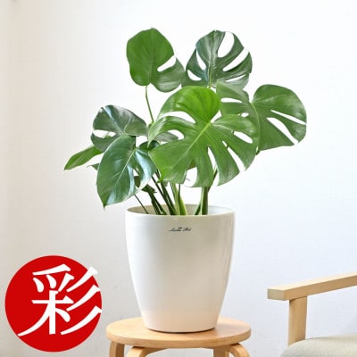 観葉植物 モンステラ 6号鉢 ラスターポット(白)鉢カバー付き【配送不可地域：離島・沖縄県】