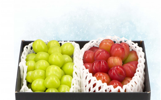 【2026年発送★先行予約】冬のシャインマスカット1房＆マイハート1房 157-025-03-26y 【12月25日～26日発送】