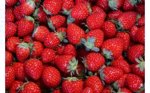 ジャム 4個 セット ブレンド いちご 苺 イチゴ 完熟 ミニトマト とまと 濃厚 デザート オレンジ ミント 黒胡麻