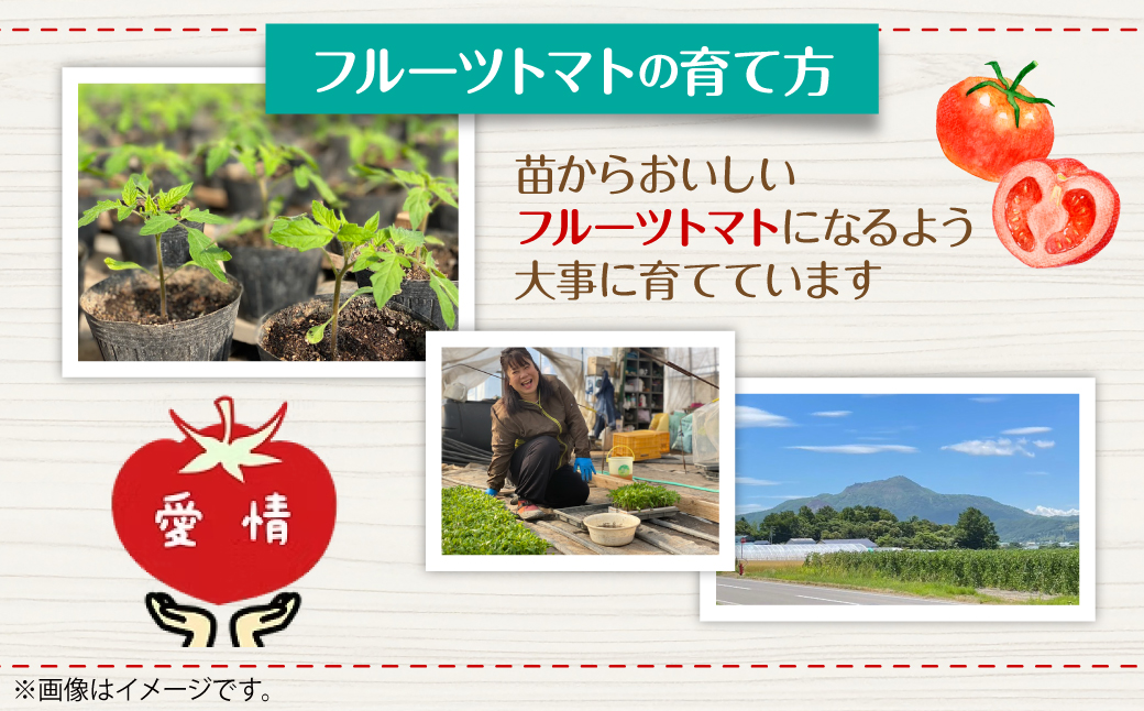 ＜2026年6月下旬よりお届け＞【特選・糖度10度以上】【農園直送】北海道壮瞥産 こだわりフルーツトマト 20玉以上 SBTO005