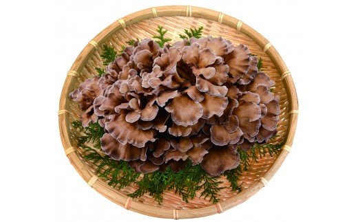 【ふるさと納税】いの町産　原木舞茸　1kg　【2025年事前予約】