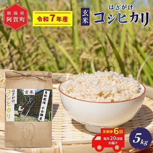 ＜定期便6回＞ 玄米 5kg 新潟県産 コシヒカリ はざ掛け 天日干し 令和7年産 越後奥阿賀産 | 小会瀬 はざがけ こしひかり 一等米 送料無料 お取り寄せ お米
