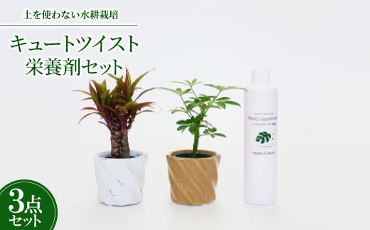 
キュートツイスト2個&栄養剤セット＜オススメの観葉植物でお届け＞【1404515】
