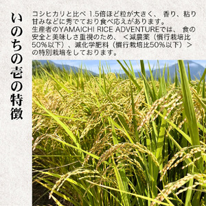 【令和6年産】幻の米 いのちの壱 特別栽培米　5kg【減農薬・減化学肥料】
