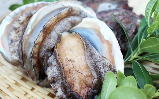 【個数限定!!】肉厚ぷりぷり！養殖活アワビ 活きたままお届け！とれたて新鮮！約1キロ！  あわび 活アワビ 鮑 貝 海鮮 BBQ 刺身 あわびステーキ 肝醤油 バーベキュー ギフト お中元 御中元 島アワビ 島あわび 活アワビ 新鮮 贈答用 贈与プレゼント