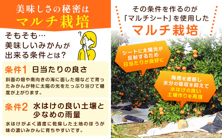 丹精込めて育てました！マルチみかん「うまか」 1箱 2.2kg 《11月中旬-1月上旬頃に出荷予定(土日祝除く)》 広畠農園 【配送不可地域あり】(離島) みかん ミカン 蜜柑 早生 柑橘 佐那河内 