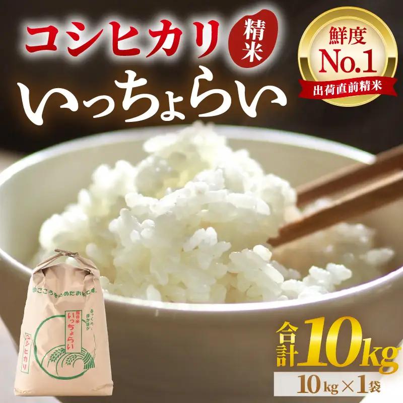 【先行予約】【令和8年産・新米】【一等米】いっちょらい 精米 10kg×1袋 ／ 福井県産 ブランド米 コシヒカリ ご飯 白米 お米 コメ 新鮮 大賞 受賞 新米 福井県あわら産 ※2026年9月下旬