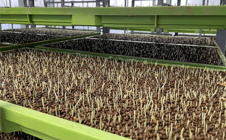 【定期便3か月】『令和7年産新米』　(株)平塚中央ライスセンターが自社で苗から育てカ　はるみ5kg 精米　過去2回　特A獲得