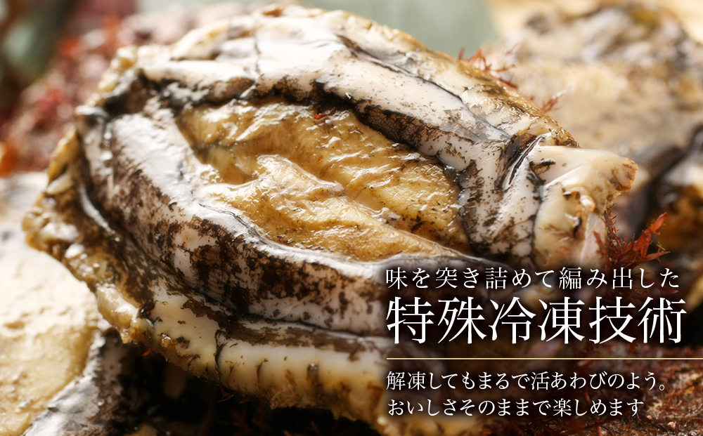 天然蝦夷あわび 500g（小）＜利尻漁業協同組合＞
