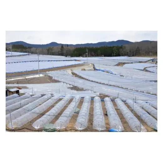 ピオーネ 約2.4kg 4房 岡山県新見市 【 先行予約 2026年9月中旬～10月上旬発送】