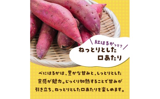 紅はるか【訳あり】さつまいも(洗い 無選別) 5kg  |  訳あり 採れたて 新物 紅はるか べにはるか・SS～L混載  さつまいも 茨城県 サツマイモ 生芋 ほくほく 土付き 焼き芋